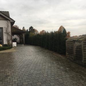 Plantation de haie de If (Taxus)